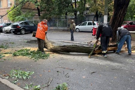 Внаслідок негоди в Одесі повалено 70 дерев і великих гілок (фото)