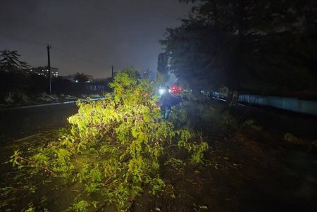 Внаслідок негоди в Одесі повалено 70 дерев і великих гілок (фото)