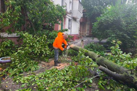 Внаслідок негоди в Одесі повалено 70 дерев і великих гілок (фото)
