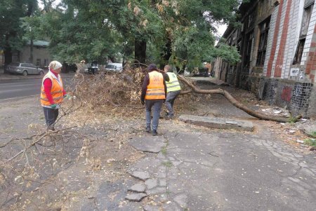 Внаслідок негоди в Одесі повалено 70 дерев і великих гілок (фото)