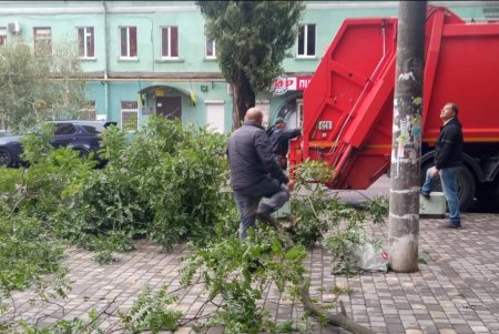 Внаслідок негоди в Одесі повалено 70 дерев і великих гілок (фото)