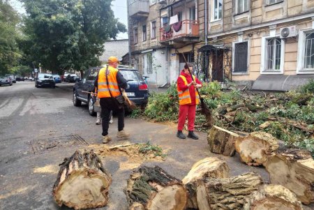 Внаслідок негоди в Одесі повалено 70 дерев і великих гілок (фото)
