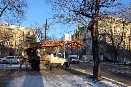 На вулиці Новосельського обмежено проїзд через роботи з підрізування дерев