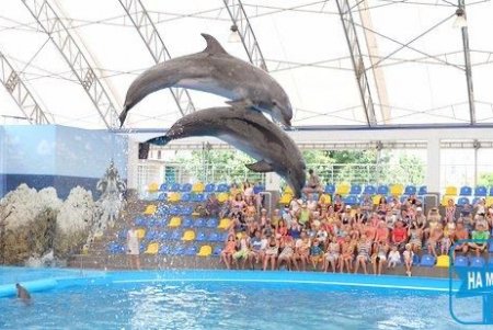 В Одесі провели благодійну акцію для дітей захисників у дельфінарії (фото)