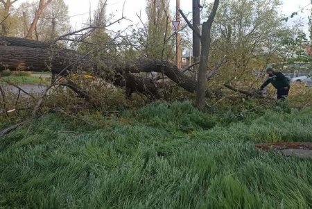 Негодою в Одесі повалено 85 дерев і великих гілок (фото)