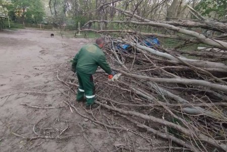 Негодою в Одесі повалено 85 дерев і великих гілок (фото)