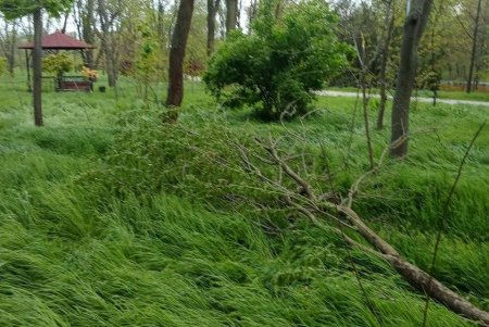 Негодою в Одесі повалено 85 дерев і великих гілок (фото)