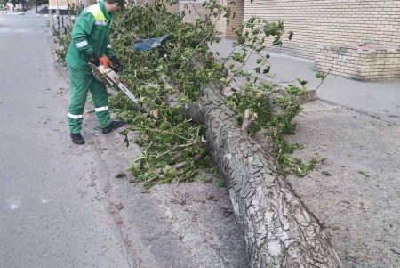 Негодою в Одесі повалено 85 дерев і великих гілок (фото)