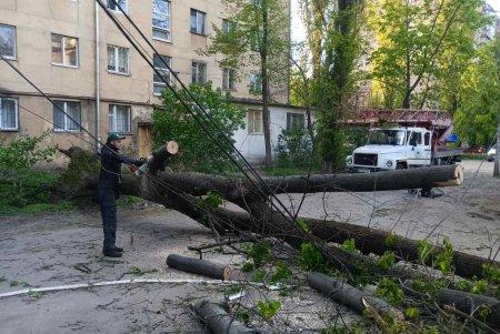 Негодою в Одесі повалено 85 дерев і великих гілок (фото)
