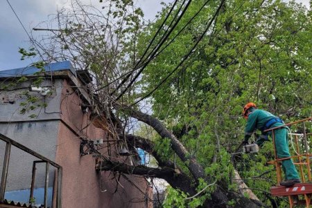Негодою в Одесі повалено 85 дерев і великих гілок (фото)