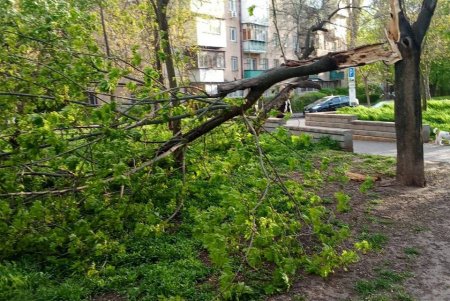 Негодою в Одесі повалено 85 дерев і великих гілок (фото)
