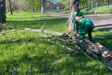 Негодою в Одесі повалено 85 дерев і великих гілок (фото)