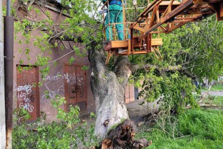 Негодою в Одесі повалено 85 дерев і великих гілок (фото)