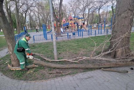 Негодою в Одесі повалено 85 дерев і великих гілок (фото)