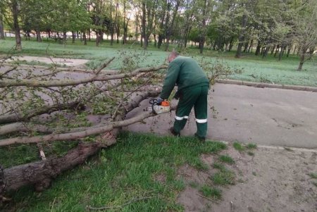 Негодою в Одесі повалено 85 дерев і великих гілок (фото)