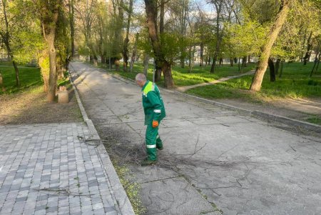 Негодою в Одесі повалено 85 дерев і великих гілок (фото)