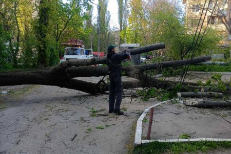 Негодою в Одесі повалено 85 дерев і великих гілок (фото)