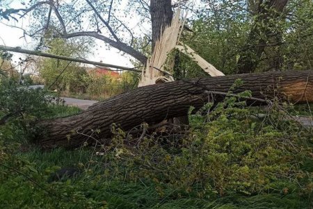 Негодою в Одесі повалено 85 дерев і великих гілок (фото)