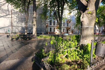 Негодою в Одесі повалено 85 дерев і великих гілок (фото)
