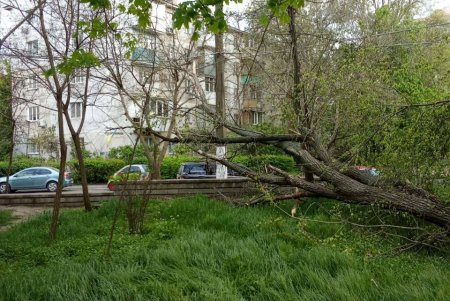 Негодою в Одесі повалено 85 дерев і великих гілок (фото)