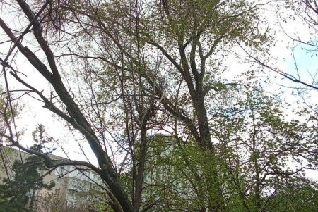 Негодою в Одесі повалено 85 дерев і великих гілок (фото)