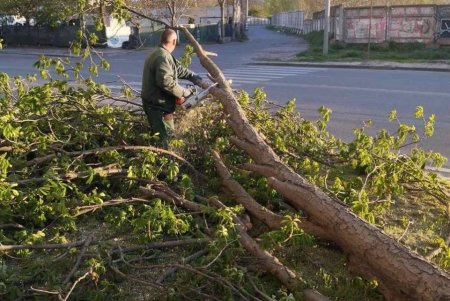 Негодою в Одесі повалено 85 дерев і великих гілок (фото)