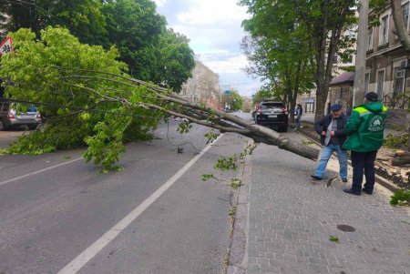 Негодою в Одесі повалено 85 дерев і великих гілок (фото)