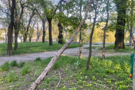 Негодою в Одесі повалено 85 дерев і великих гілок (фото)