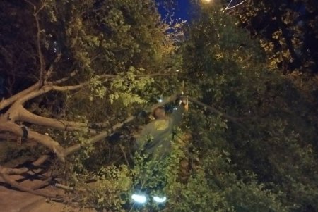 Негодою в Одесі повалено 85 дерев і великих гілок (фото)