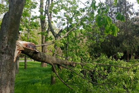 Негодою в Одесі повалено 85 дерев і великих гілок (фото)