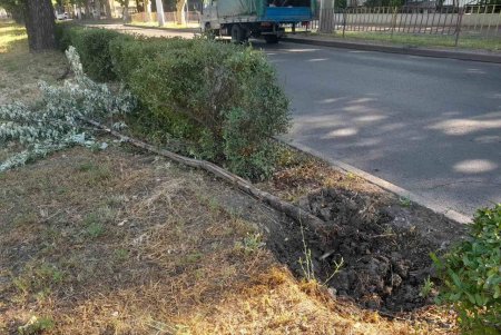 Вандали знищили озеленення на 36 вертикальних опорах (фото) Вандали знищили озеленення на 36 вертикальних опорах (фото)